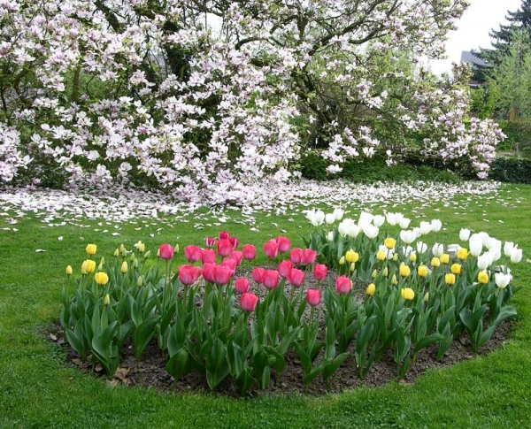 tulipes,magnolia